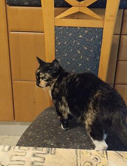 Einzigartige, eher kleine Glückskatze (mehrfarbig) ❤️❤️❤️ - Südlohn