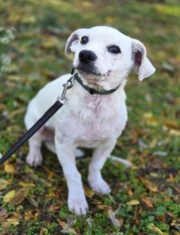 BOBEK-BE bereit für ein echtes Leben - Neustadt (Rübenberge)