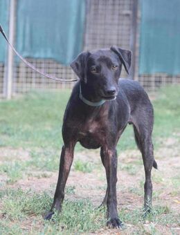 Floki sucht ein liebevolles Zuhause - Berlin
