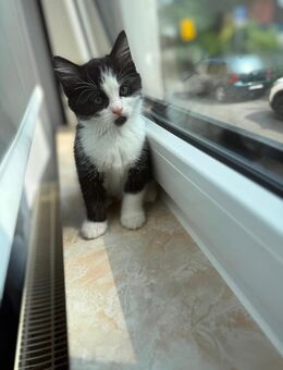 Baby Katzen - Koblenz
