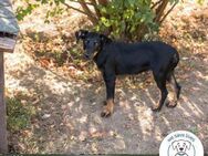 Filly: Hundekind sucht ein Zuhause - Kirchzell