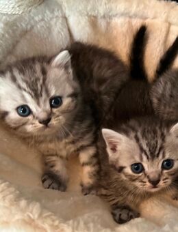 BKH-Kitten, reinrassige, zuckersüße BKH-Teddybären - Bad Honnef