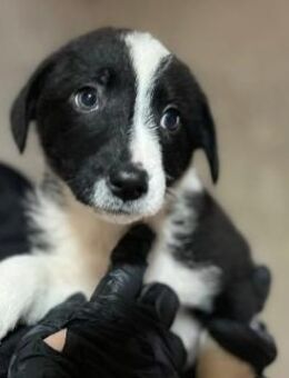 CHLOE - liebes Welpenmädchen - Kallmünz