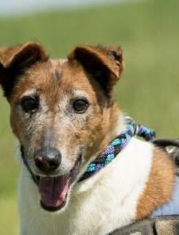 BOGI-Schmuse-Omi sucht ihr Zuhause - Neustadt (Rübenberge)