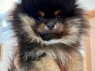 Zwergspitz Pomeranian Welpen - Hügelsheim