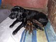 Labradorwelpen schwarz und braun in 3454