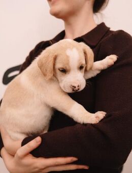 Kleines Milchgesicht- Miki - Ellerbek