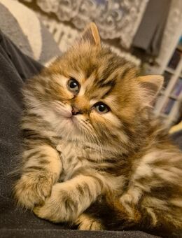 Maine Coon Himalaya Kitten - Berlin Reinickendorf