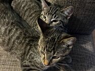 2 Kater abzugeben - Uelzen