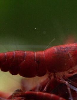 Bloody Mary Garnele - Neocaridina davidi - Odelzhausen