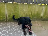 9Monate alter Rottweiler-Labrador Mischling zu verkaufen - Offstein