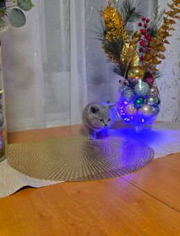 BKH Kätzchen - Bönen