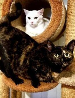 treue verschmuste Isaika - Augsburg