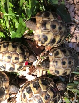 Griechische Landschildkröten Testudo hermanni - Altenberge