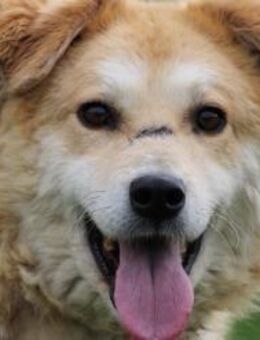 Bailey - hübscher, aufgeweckter Rüde - Lohra