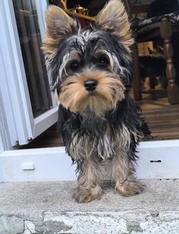 Yorkshire terrier Welpen - Rüde 4 Monate alt 700€ - Löffingen
