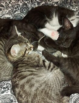 Siam Kitten Mixt - Neunkirchen-Seelscheid
