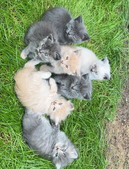 Sibirische Misch Kitten zu verkaufen - Tarp