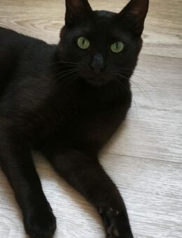 Zuhause gesucht für Emil - Miesbach