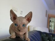 Sphinx Katzen - Vlotho Zentrum