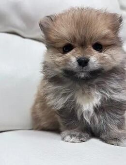 Pomeranian-Welpen in liebevolle Hände abzugeben! - Nürnberg