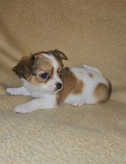 Liebe kleine Chihuahua Welpen zu vergeben - Emsdetten