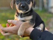 Jack Russel /Border Terrier Mix Welpen - Bad Salzuflen Ehrsen-Breden