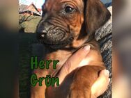 Rhodesien Ridgeback Welpen - Uchte