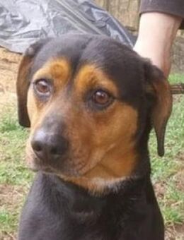 STELLA 2 sucht Zuhause - Gefrees