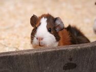 Bunte Meerschweinchen in verschiedenen Rassen - Wagenfeld