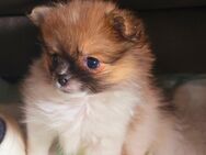 Pomeranian Zwergspitz Welpen – geimpft, gechippt, ab Mitte Mai - Weiden (Oberpfalz)