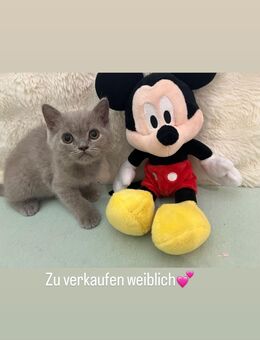 British kurzhaar kitten - Düren