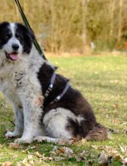 Bero wartet schon lange auf ein Zuhause - München