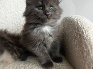 Wunderschöne Maine Coon Kitten - Helsa