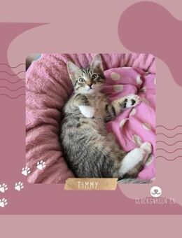 Katerchen Timmy wartet auf Dich - Lalendorf