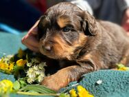 Aussiedoodle, Welpen - Aurich