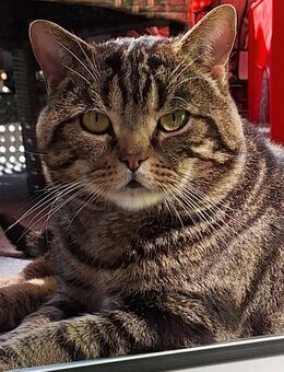 Reinrassige BKH Deckkater Golden Tabby Classic - Köln