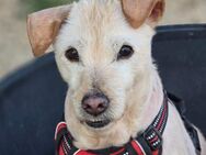 Anhänglicher Hund Peludito - München
