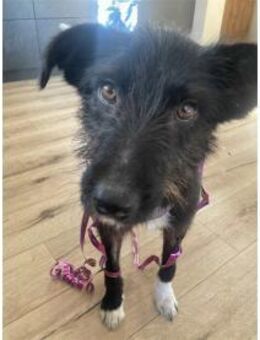 Puki - wartet in 91054 Erlangen - Oberwies