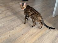 Bengal Katze Männlich 6 Monate - Weyhe