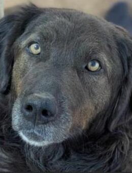 Isla- Ruhige Hündin mit sanftem Wesen... - Tornesch