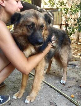 Mimo liebt Menschen und andere Hunde - Koblenz