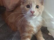 Maine coon kitten - Dortmund