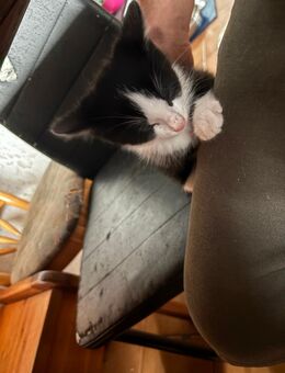 Kitten / Katzenbabys - Gaildorf