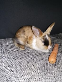 Kaninchen Babys - Glan-Münchweiler