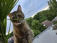 BkH Kater - Bergkamen
