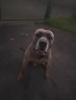Labrador canecorso mix sucht Zuhause ! - Castrop-Rauxel