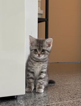 Katerchen BKH Mix Junge - Reiskirchen