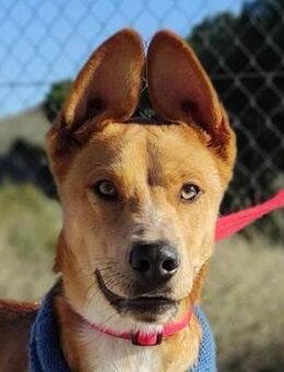 Hulk sucht seine Menschen - Lenzen (Elbe) Zentrum