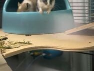 2 Monogolische Rennmäuse zum verkaufen, mit Stall und Zubehör - Quickborn (Landkreis Pinneberg)